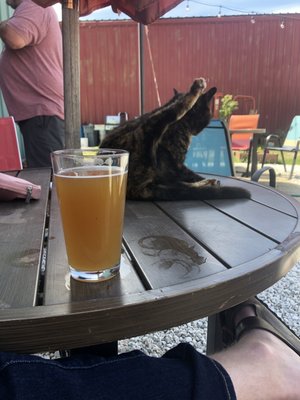 Wandering Star Craft Brewery by null