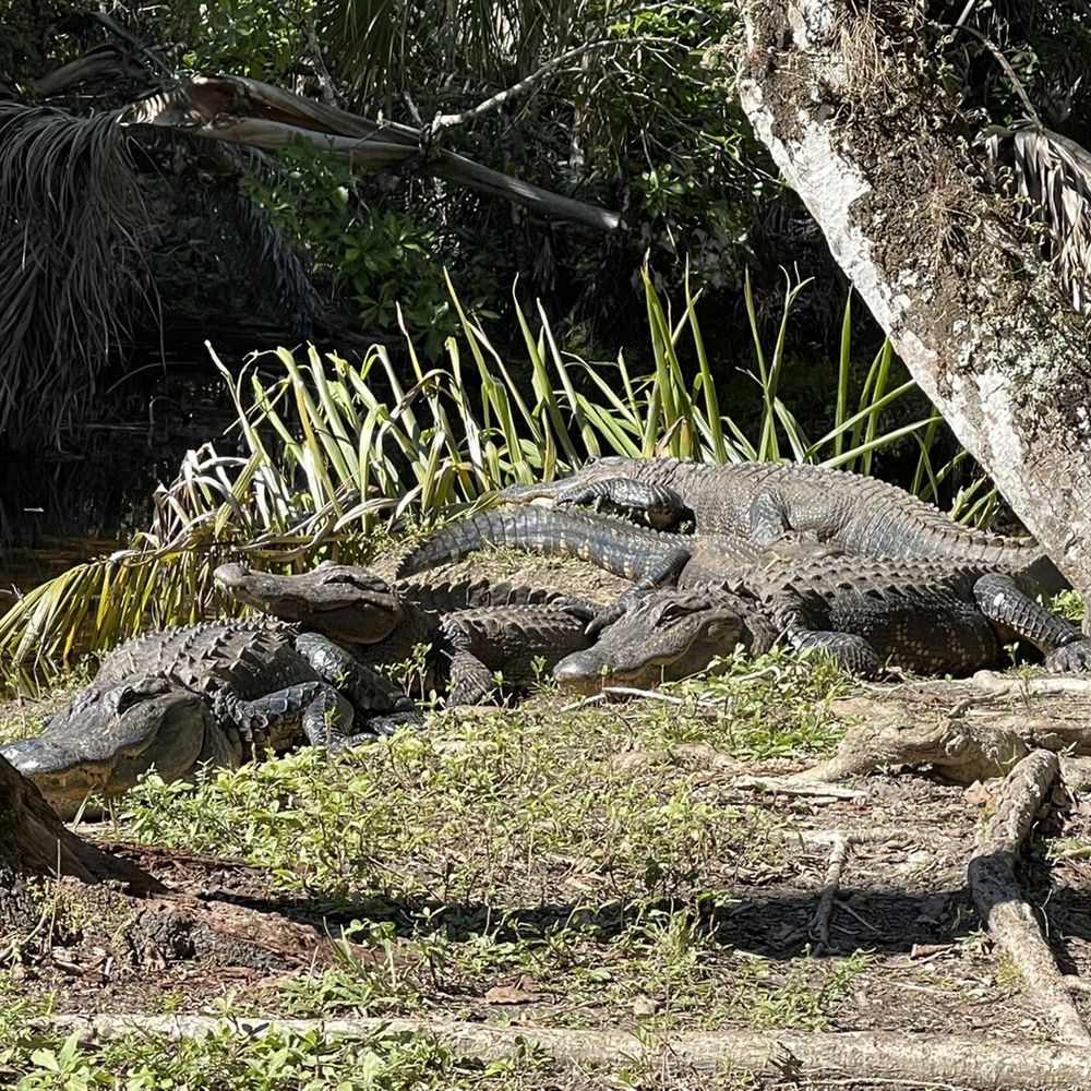 Fakahatchee Strand Preserve State Park - Alligators pile up - Parks Near Me - Copeland, Florida