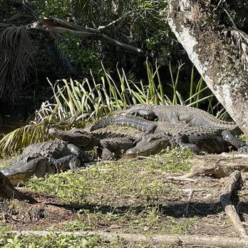 Fakahatchee Strand Preserve State Park - Alligators pile up - Parks Near Me - Copeland, Florida