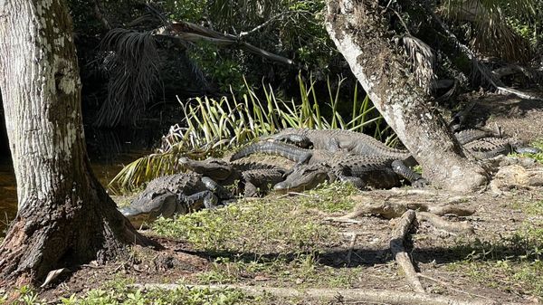 Fakahatchee Strand Preserve State Park by null