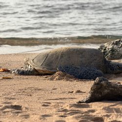 Haleiwa Beach Park - Chillin' with a turtle (10ft away).