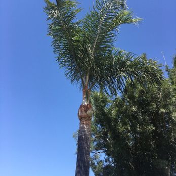 The Tree Guy - Tree Services Near Me The Tree Guy - Tree Services Near Me