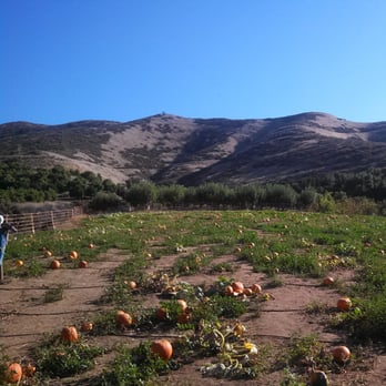 Greenspot Farm - Looking Great! - Farmers Market Near Me - Mentone, California