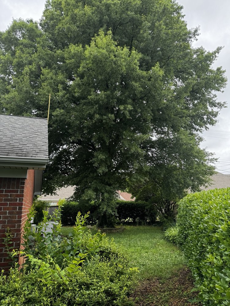 Jefferson Amazing Tree Service - tree service in Memphis, TN