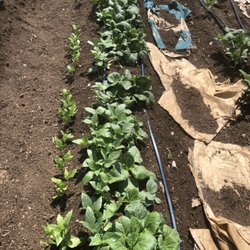 Killeen Farmers Market - Vegetables growing.