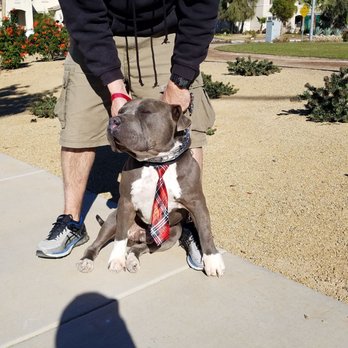 The Barking Lot - Our babies, thank you TBL for two blesings!!!! - Animal Shelters Near Me - Ramona, California The Barking Lot - Our babies, thank you TBL for two blesings!!!! - Animal Shelters Near Me - Ramona, California