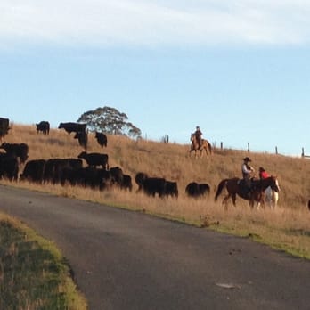 Freestone Ranch - Moving the herd to the next pasture. - Ranches Near Me - Valley Ford, California Freestone Ranch - Moving the herd to the next pasture. - Ranches Near Me - Valley Ford, California