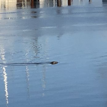 Oregon Boating Foundation - Harbor seal. - Rafting/Kayaking Near Me