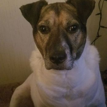 Harbor Inn Seafood - a dog wearing a white scarf - Seafood Near Me - Lynchburg, Virginia