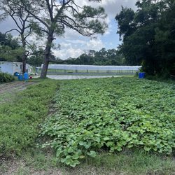 Life Farms - Organic fields
