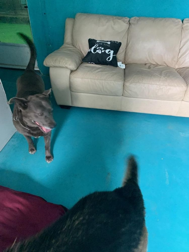 COUNTRY PAWS BOARDING AND DAYCARE Updated September 2024 789 Erdman