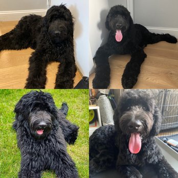 Biscuits & Bath - Riverside Blvd - Happy dood summer cut - Pet Groomers Near Me - New York, New York