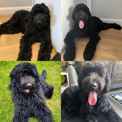 Biscuits & Bath - Riverside Blvd by null