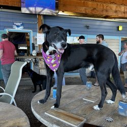 Paws For A Beer