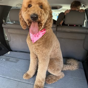 The Rich Groomer - Pet Groomers Near Me - Sacramento, California
