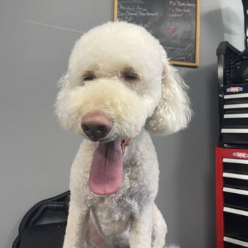 Pets R Us Grooming & Spa - Groomed buddy - Pet Groomers Near Me - Columbia, South Carolina Pets R Us Grooming & Spa - Groomed buddy - Pet Groomers Near Me - Columbia, South Carolina