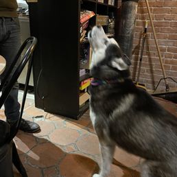 Resident Doggo. She loves to howl, it's hilarious. Resident Doggo. She loves to howl, it's hilarious.