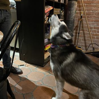 Mattie Groves Brewery - Resident Doggo. She loves to howl, it's hilarious. - Breweries Near Me - Sacramento, California Mattie Groves Brewery - Resident Doggo. She loves to howl, it's hilarious. - Breweries Near Me - Sacramento, California