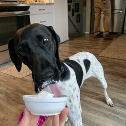 a black and white dog eating from a bowl a black and white dog eating from a bowl