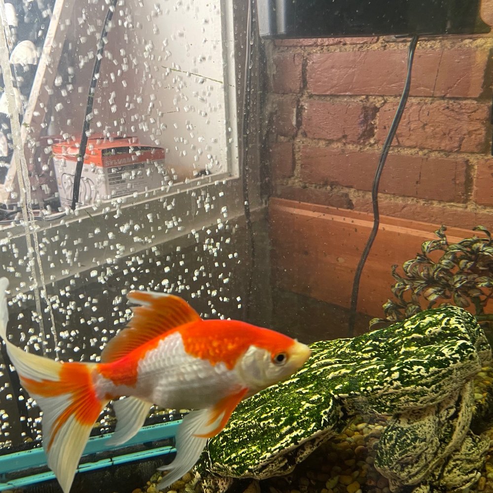Bobaluk's Beef & Pizza - Goldfish tank - Pizza Near Me - Marseilles, Illinois