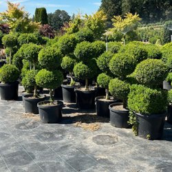 Beautiful topiaries
