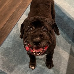 Road Dawg Mobile Grooming - Sadie's new haircut