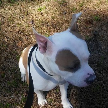 Richard Pet Rides - former rider. - Pet Transportation Near Me Richard Pet Rides - former rider. - Pet Transportation Near Me