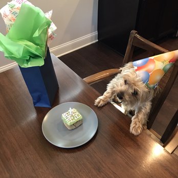 Dog City Bakery II - My dog admiring his Dog City Birthday Cake! - Pet Stores Near Me - Sandy Springs, Georgia