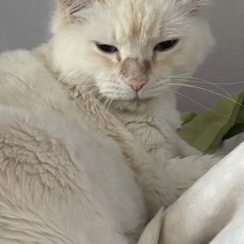 Kittington’s Mobile Cat Grooming - Look what they did to poor Marshmallow's nose!! - Pet Groomers Near Me Kittington’s Mobile Cat Grooming - Look what they did to poor Marshmallow's nose!! - Pet Groomers Near Me