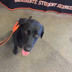Oklahoma State University-Tulsa - Pete's Pet Posse member Lucy on the job!
