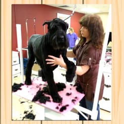 The House of Wags - This handsome Giant Schnauzer is a long time customer of Chris S. and loves being groomed.