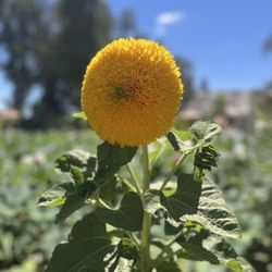 Sunflower by the lotus pond
