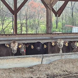 Ridgefield Farm