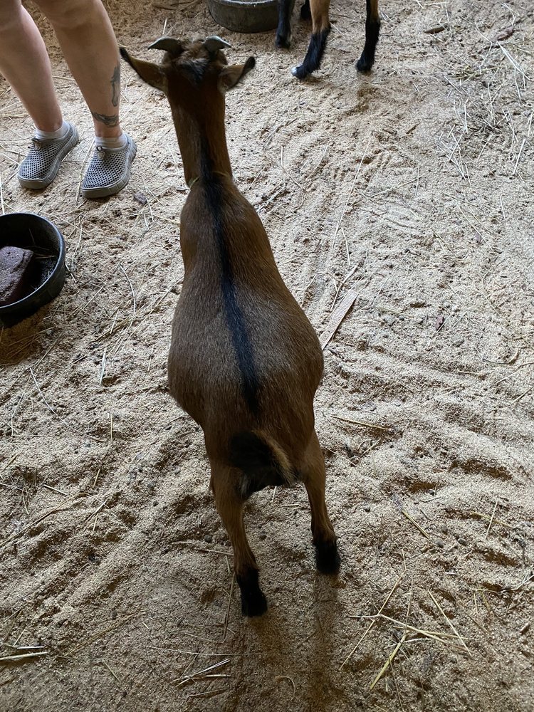 CREEKSIDE PETTING ZOO Updated October 2024 25 Photos 131 Creek Dr