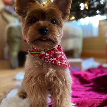 Top Flight Paw Salon - Look what we found under the tree! - Pet Groomers Near Me - Chicago, Illinois Top Flight Paw Salon - Look what we found under the tree! - Pet Groomers Near Me - Chicago, Illinois