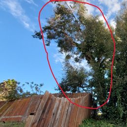 They removed the branch circled in red They removed the branch circled in red