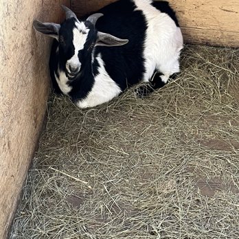 Lupa Zoo - Goat - Zoos Near Me - Ludlow, Massachusetts
