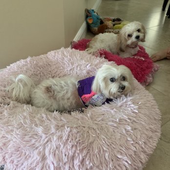 Advanced Veterinary Care Center - Tiffany back home - Emergency Pet Hospital Near Me - Davie, Florida Advanced Veterinary Care Center - Tiffany back home - Emergency Pet Hospital Near Me - Davie, Florida