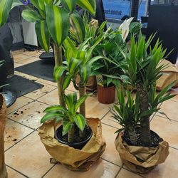 Tropical Troy