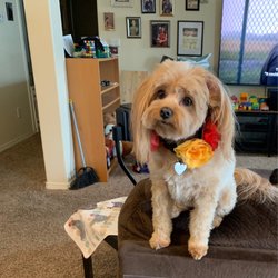 Puppy Love - Poppy's short hair look.