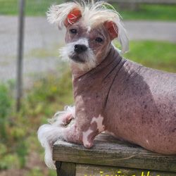 Northridge Animal Clinic - Moses agrees