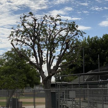 Matt's Tree Services - Junk Removal & Hauling Near Me Matt's Tree Services - Junk Removal & Hauling Near Me