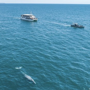 Newport Landing - Whale Watching Tours Near Me - Newport Beach, California