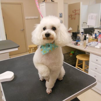Pampered Pet Grooming Salon - Pet Groomers Near Me - Maple Valley, Washington Pampered Pet Grooming Salon - Pet Groomers Near Me - Maple Valley, Washington
