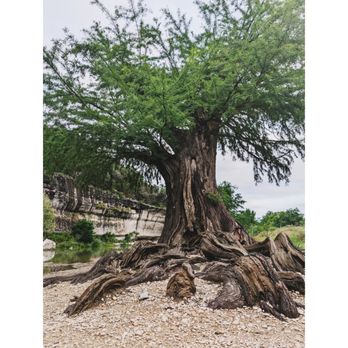 Guadalupe River State Park - Parks Near Me - Spring Branch, Texas Guadalupe River State Park - Parks Near Me - Spring Branch, Texas