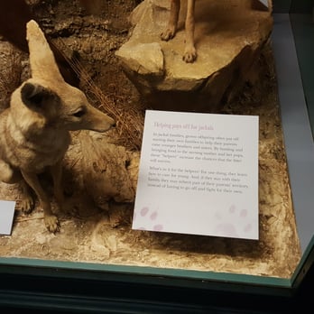 Field Museum - Museums Near Me - Chicago, Illinois Field Museum - Museums Near Me - Chicago, Illinois