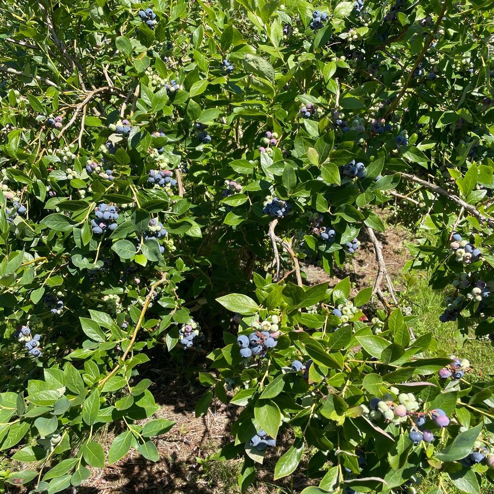 Valentina Farm - a bush of blueberries - Farmers Market Near Me - Arlington, Washington