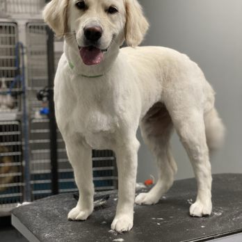 HiCaliber Pet Spa - Pet Groomers Near Me