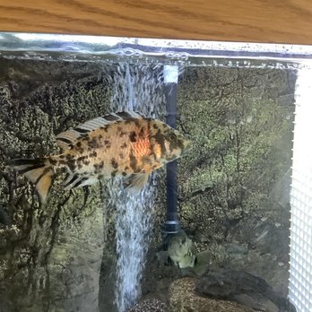 Affordable Aquarium Services - Happy OB - Aquarium Services Near Me Affordable Aquarium Services - Happy OB - Aquarium Services Near Me