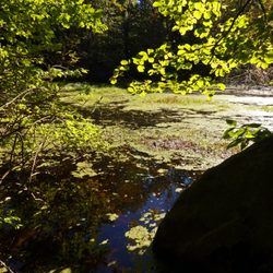 Wildcat Ridge Wildlife Management Area - Beaver Pond